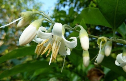 Rừng bồ đề điểm nuôi dưỡng, thu hoạch mật ong bồ đề hoa